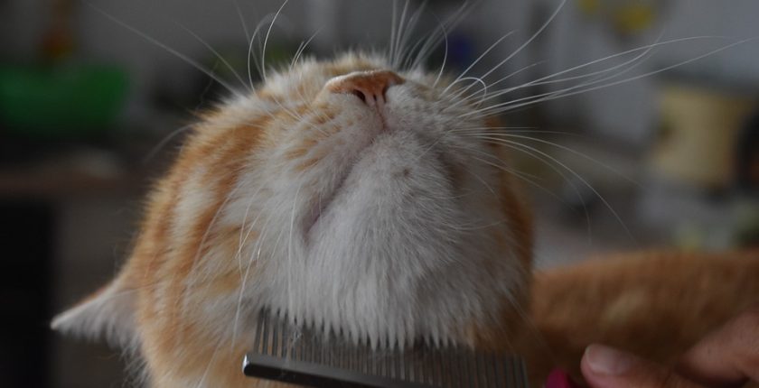 haartrends kapper